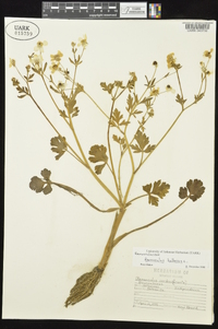 Ranunculus bulbosus image