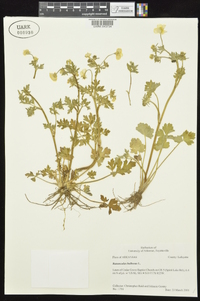 Ranunculus bulbosus image