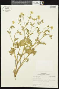 Ranunculus bulbosus image