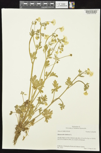 Ranunculus bulbosus image