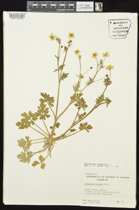 Ranunculus bulbosus image