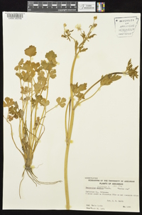 Ranunculus bulbosus image