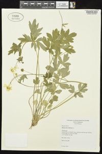 Ranunculus bulbosus image