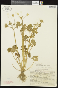 Ranunculus bulbosus image