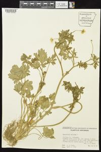 Ranunculus bulbosus image