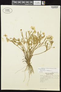 Ranunculus bulbosus image