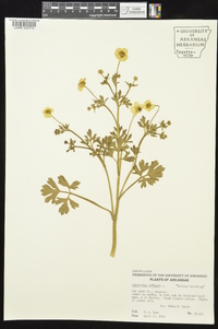 Ranunculus bulbosus image