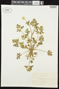 Ranunculus bulbosus image