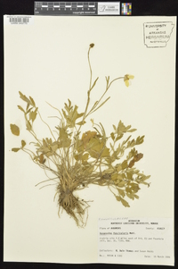 Ranunculus fascicularis image