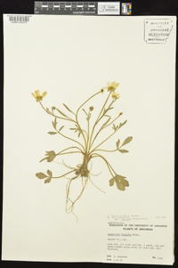 Ranunculus fascicularis image