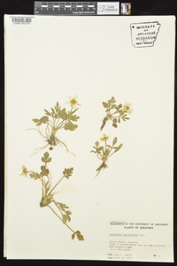 Ranunculus fascicularis image