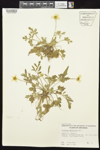 Ranunculus fascicularis image