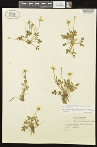 Ranunculus fascicularis image