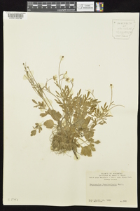 Ranunculus fascicularis image