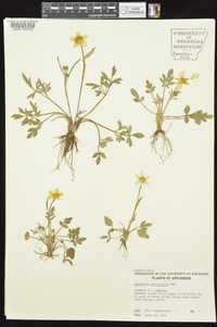 Ranunculus fascicularis image