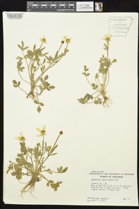 Ranunculus fascicularis image