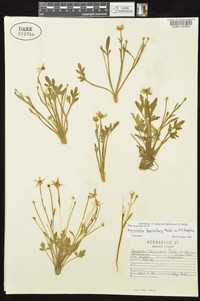 Ranunculus fascicularis image