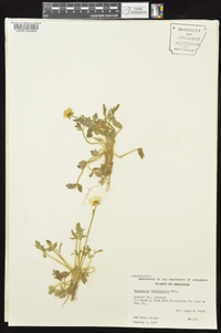 Ranunculus fascicularis image