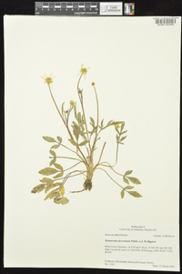 Ranunculus fascicularis image