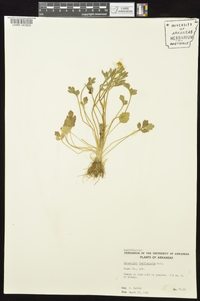 Ranunculus fascicularis image