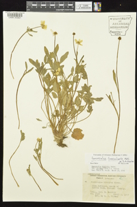 Ranunculus fascicularis image