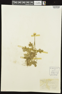 Ranunculus fascicularis image