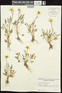 Ranunculus fascicularis image