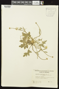 Ranunculus fascicularis image