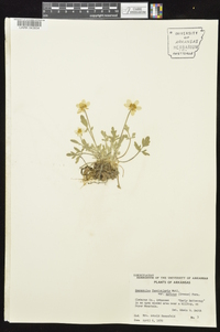 Ranunculus fascicularis image