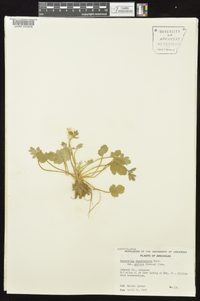 Ranunculus fascicularis image