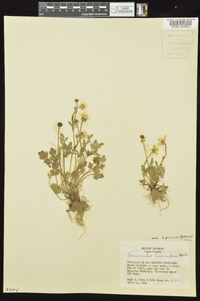 Ranunculus fascicularis image