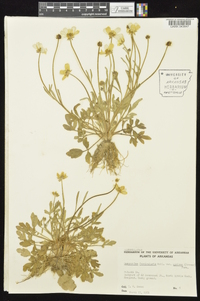 Ranunculus fascicularis image