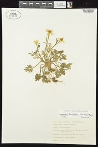 Ranunculus fascicularis image