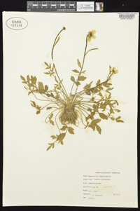 Ranunculus fascicularis image