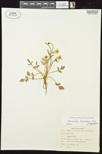 Ranunculus fascicularis image