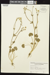 Ranunculus harveyi image