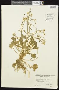 Ranunculus harveyi image