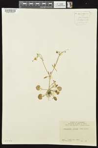 Ranunculus harveyi image