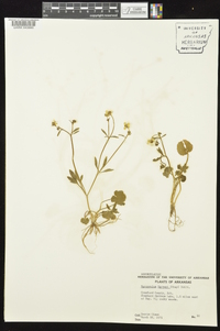 Ranunculus harveyi image