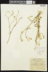 Ranunculus harveyi image