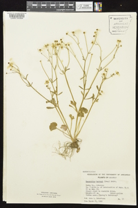 Ranunculus harveyi image