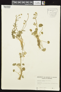 Ranunculus harveyi image