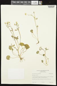 Ranunculus harveyi image