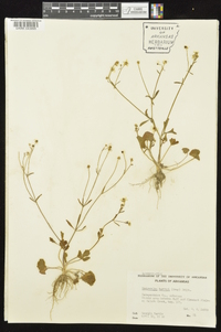 Ranunculus harveyi image