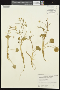 Ranunculus harveyi image