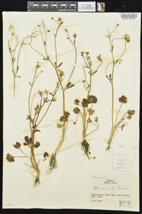 Ranunculus harveyi image