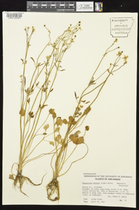 Ranunculus harveyi image