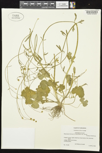 Ranunculus harveyi image