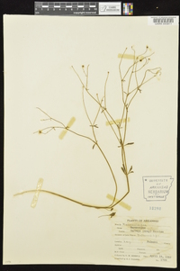 Ranunculus harveyi image