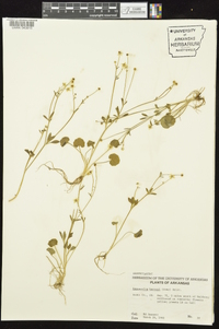 Ranunculus harveyi image